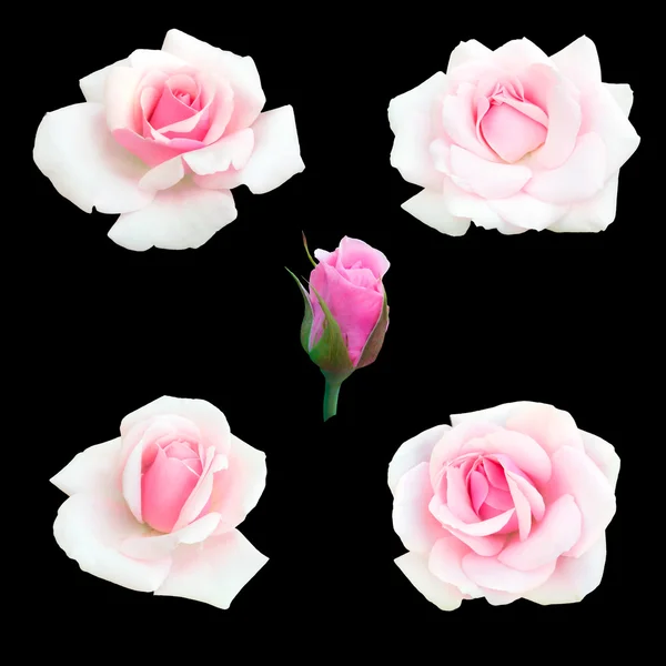 Kolaż pięć róż — Zdjęcie stockowe