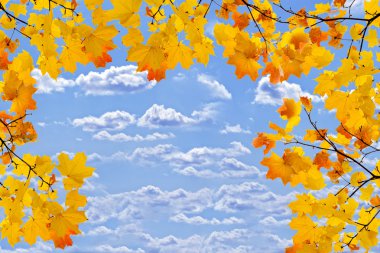 akçaağaç dalları mavi gökyüzü