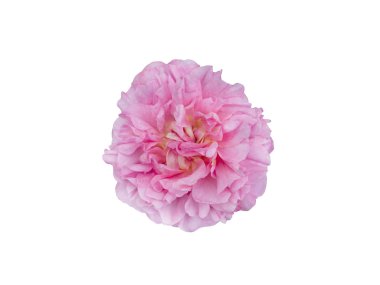 parlak güzel pembe Gül