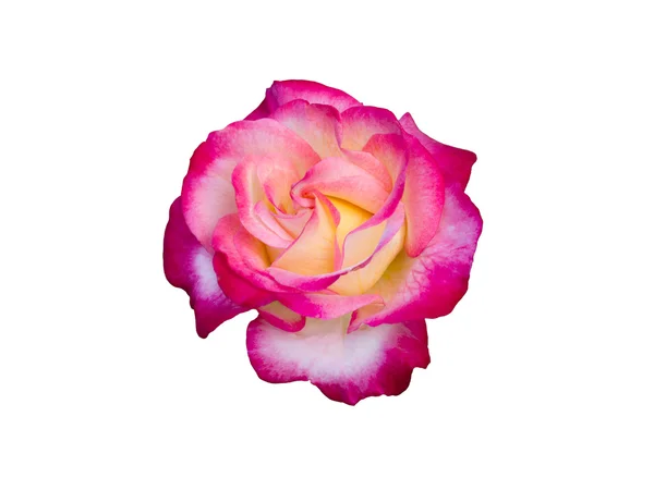 Ljusa vackra Rosa Ros — Stockfoto