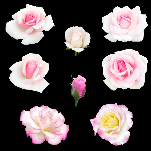 Collage di rose rosa — Foto Stock