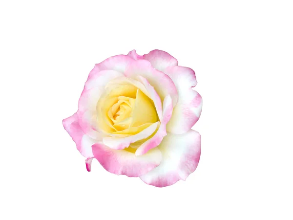 Роза с каплями росы — стоковое фото