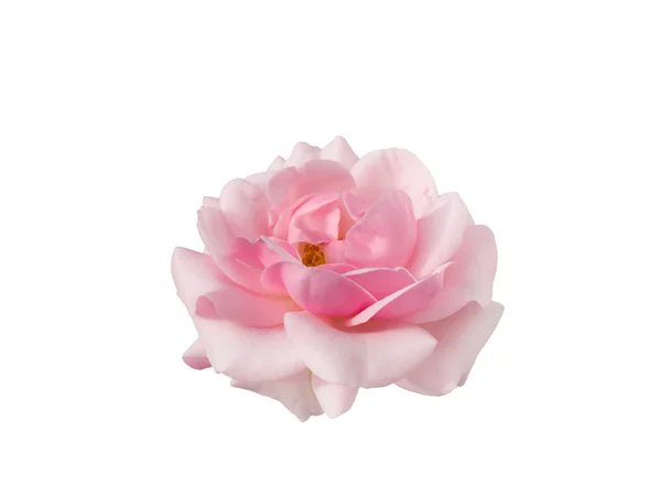 Pink rose — Stock Photo, Image