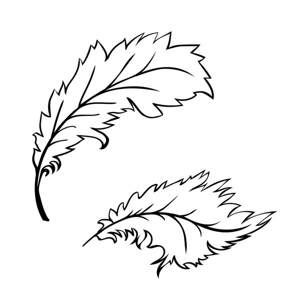 decorative Feather