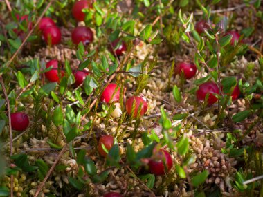 Kızılcık kırmızı çilek doğa arka plan
