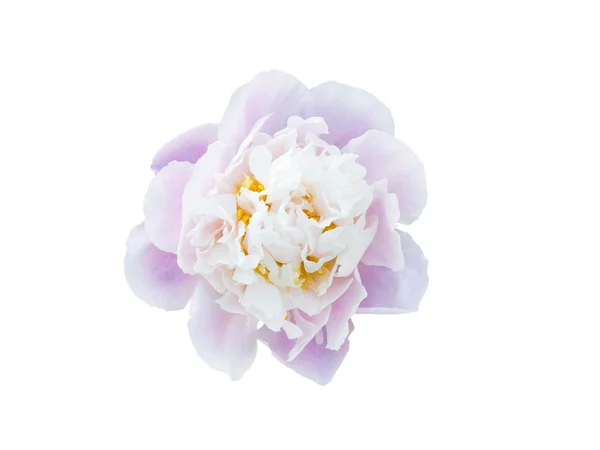 Floare de bujor roz izolată pe fundal alb — Fotografie, imagine de stoc