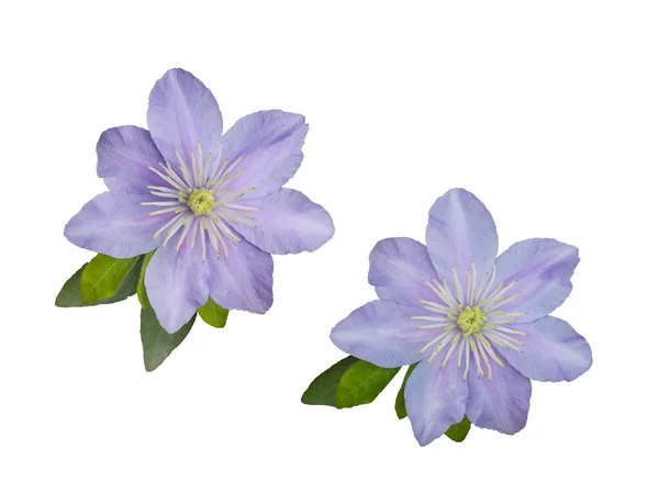 Bela rosa terry clematis — Fotografia de Stock