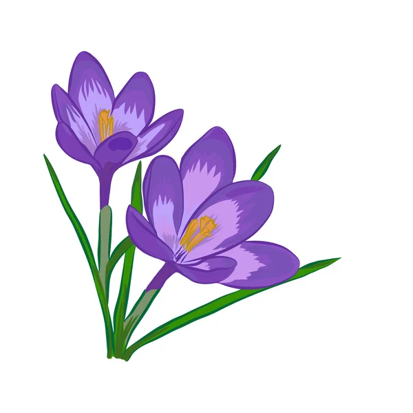 Crocus bloemen. Elegante vintage kaart. — Stockvector