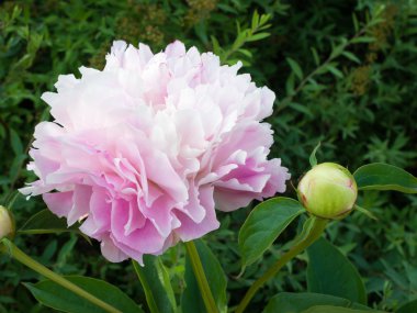 Güzel pembe şakayık