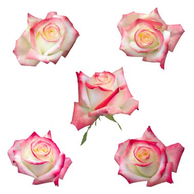 parlak güzel pembe Gül