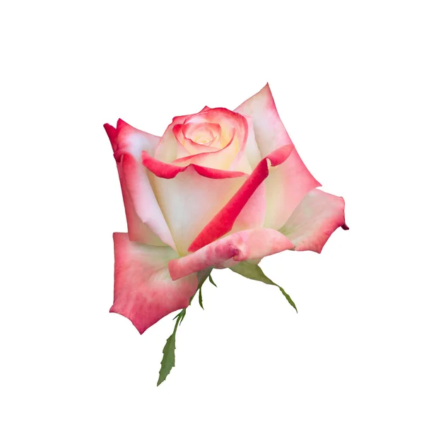 Leuchtend schöne rosa Rose — Stockfoto