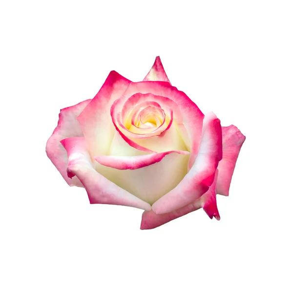 Bright beautiful  pink rose — Stock Photo, Image