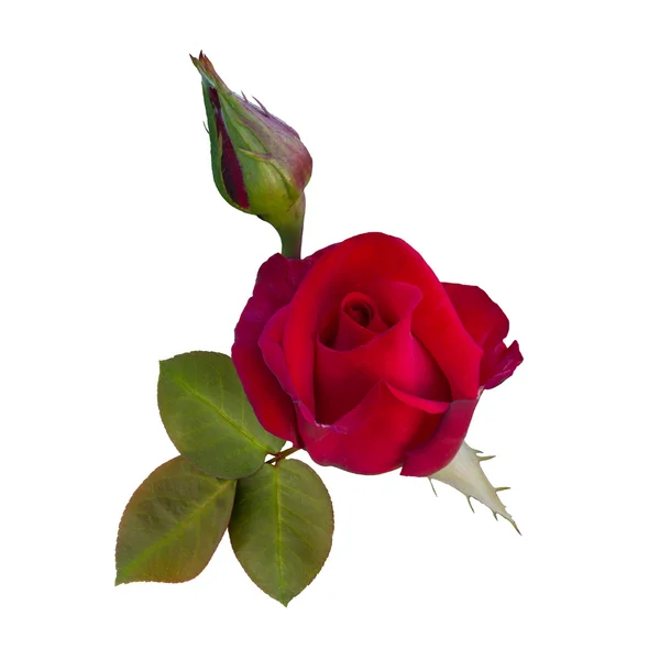 Κόκκινο τριαντάφυλλο με πράσινα φύλλα — Φωτογραφία Αρχείου
