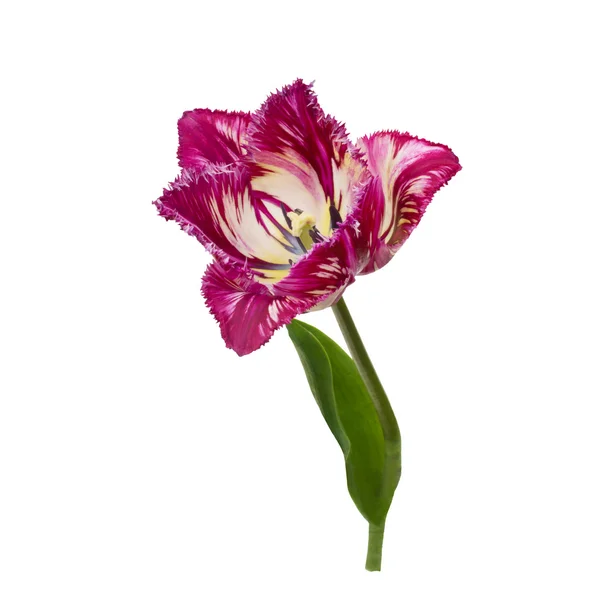 Fialové třásněmi Tulipán — Stock fotografie