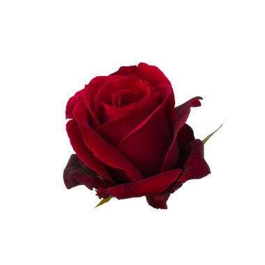 Koyu kırmızı gül