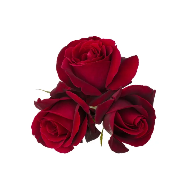 Boeket van rode roos — Stockfoto