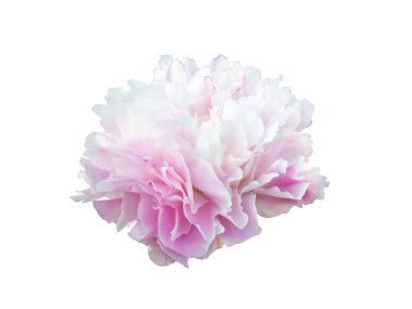 Beyaz arkaplanda izole edilmiş pembe şakayık çiçeği