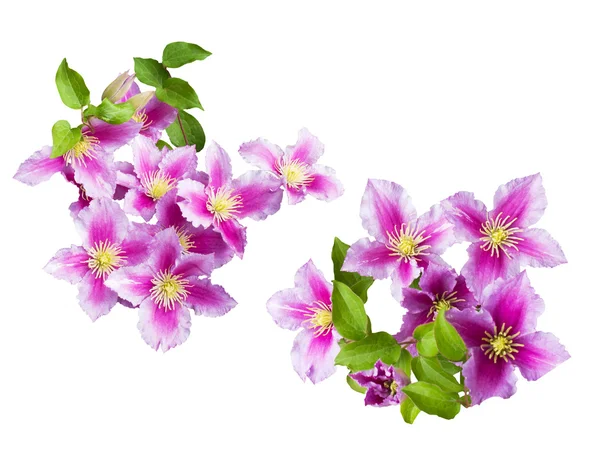 Beautiful pink terry clematis — Stock Photo, Image