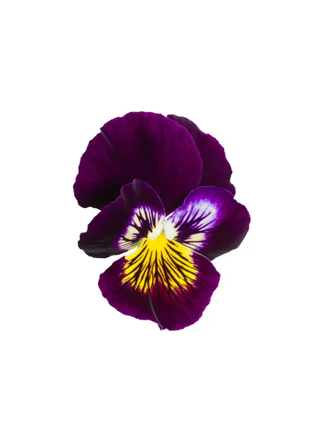 Dark purple pansy flower — Stock Photo, Image