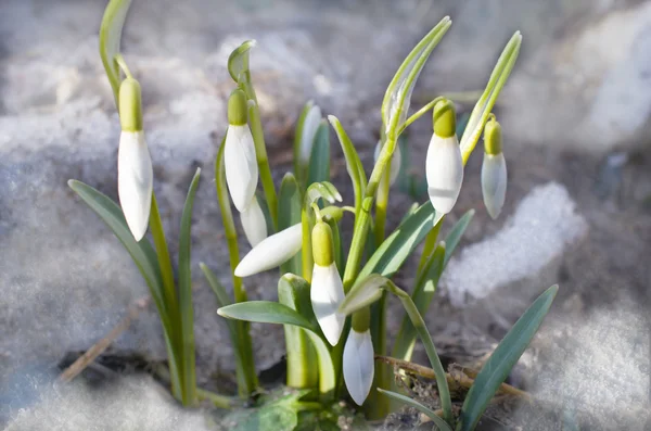 Die ersten Schneeglöckchen — Stockfoto