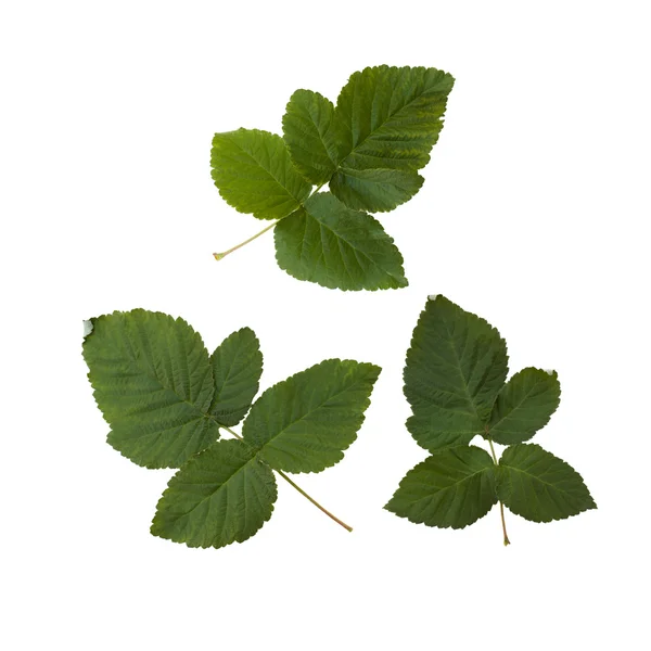 Raspberry leaf set — Stock Photo, Image