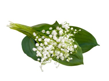 Lily vadi - convallaria majalis