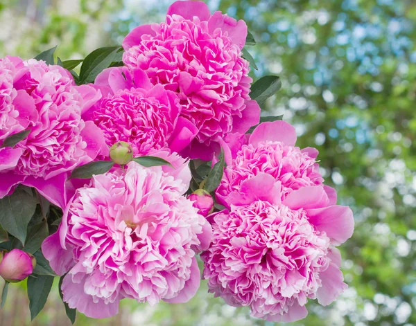 Hermosa peonía rosa — Foto de Stock