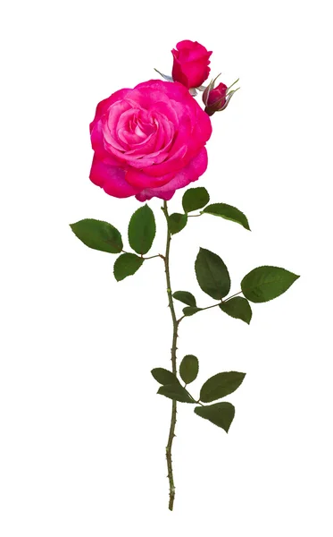 Delicate pink rose — Stock Photo, Image