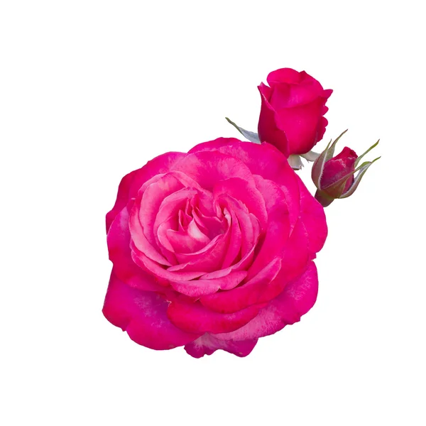 Ярко-розовая роза — стоковое фото