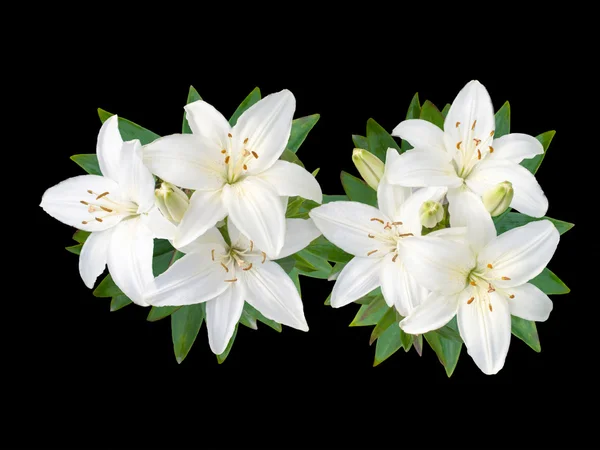 Λευκό Κρινάκι λουλούδια — Φωτογραφία Αρχείου