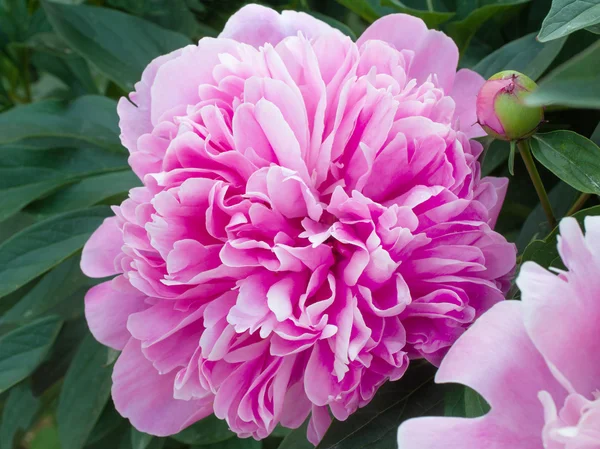 Pink peony flower — Stock Photo, Image