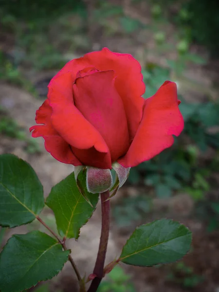 Rosa roja florecen en el jardín — Foto de Stock