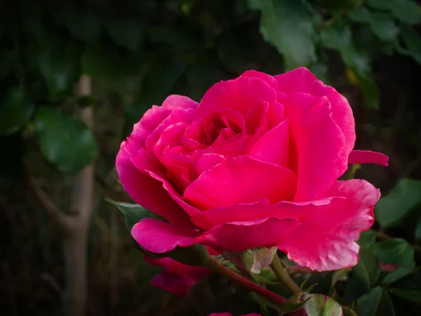 Ροζ τριαντάφυλλο είναι blossing στον κήπο — Φωτογραφία Αρχείου