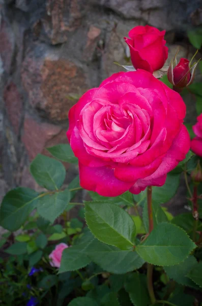 Rosa Ros är blossing i trädgården — Stockfoto