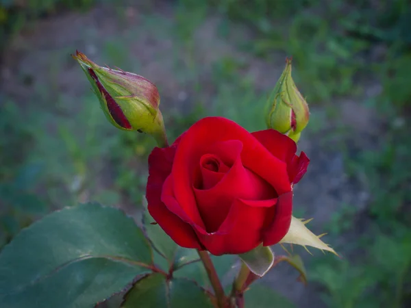 Rosa vermelha está florescendo no jardim — Fotografia de Stock