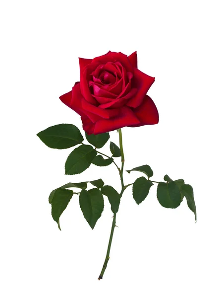 Dunkelrote Rose — Stockfoto