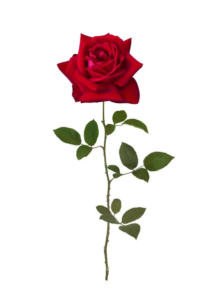 Dunkelrote Rose — Stockfoto