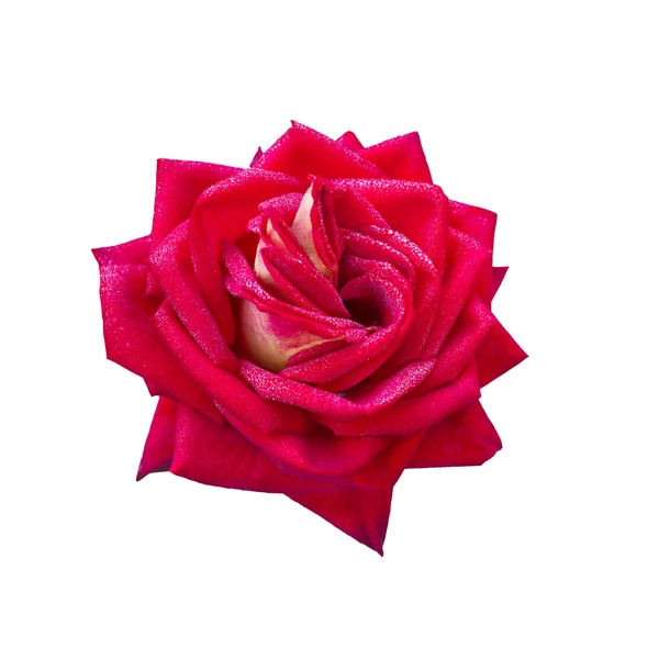 红玫瑰加露珠 — 图库照片