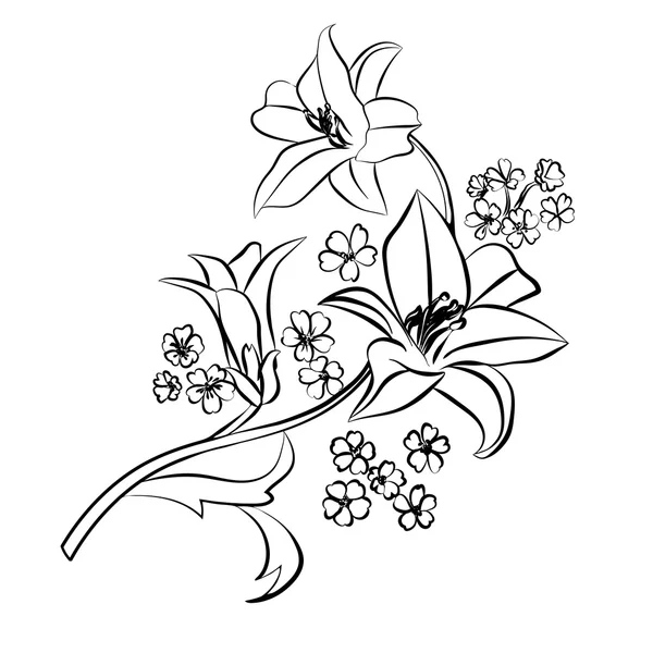 Croquis de Lily sur fond blanc . — Image vectorielle