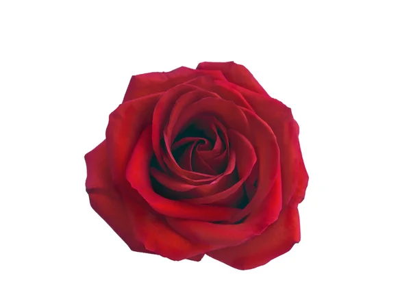 Rosa rosso scuro — Foto Stock