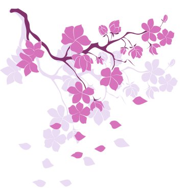 dal kiraz çiçekleri 