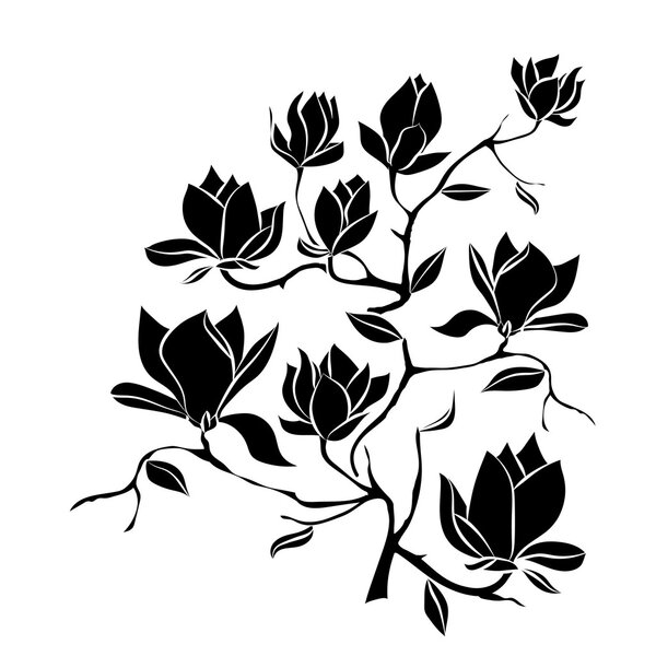 Цветущая ветвь Магнолии на белом фоне векторная иллюстрация
