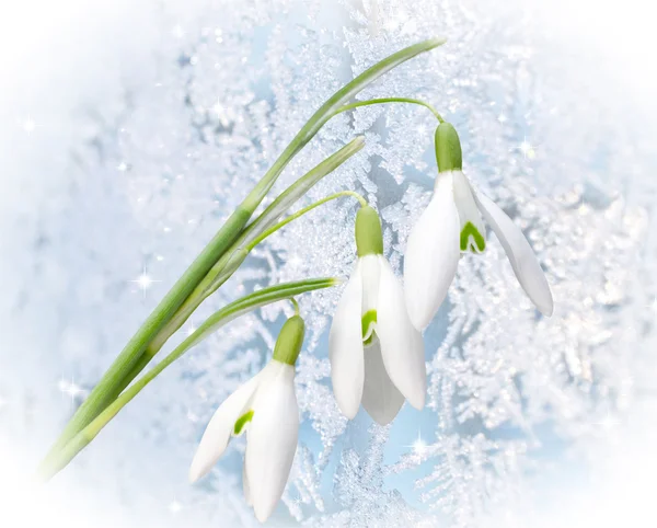 De eerste sneeuwklokjes galanthus — Stockfoto