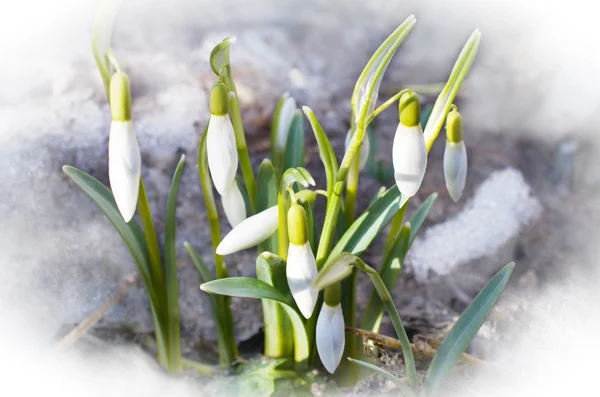 De eerste sneeuwklokjes — Stockfoto