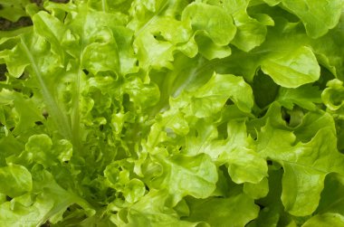 Yeşil salata yakın.