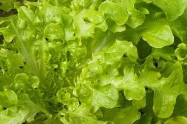 Green salad close up clipart