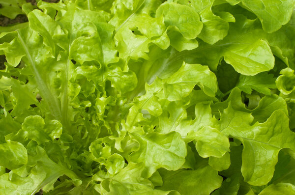 Green salad close up