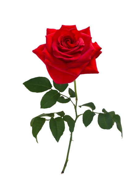 Rosa roja brillante — Foto de Stock