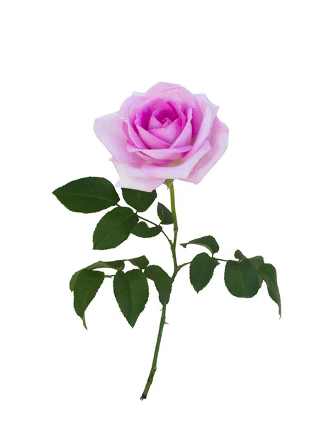 Zarte rosa Rose — Stockfoto