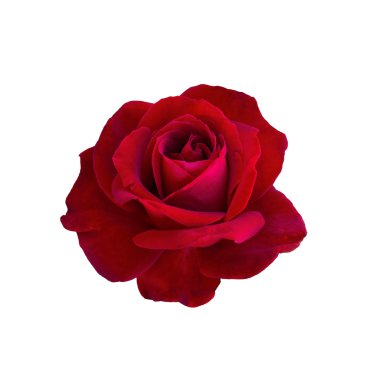 Koyu kırmızı gül